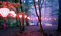 S'échapper de la forêt lumineuse