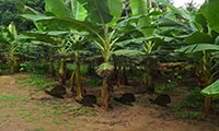 Evasion plantation de bananes