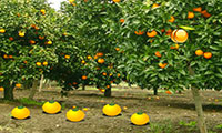 Evasion forêt d'orangers
