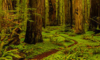 S'échapper du parc national de Redwood