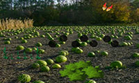 Evasion plantation de pastèques