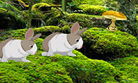 Evasion forêt des lapins