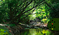 Evasion forêt tropicale