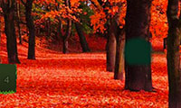 Evasion forêt rouge d'automne