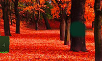 Evasion forêt rouge d'automne