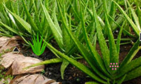 S'échapper de la plantation d'aloe vera