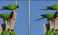 Différences animaux